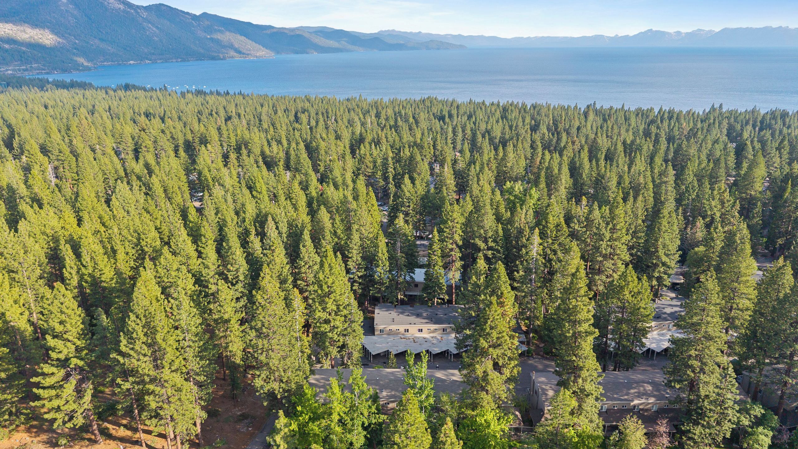 A forested area with a building surrounded by dense trees.