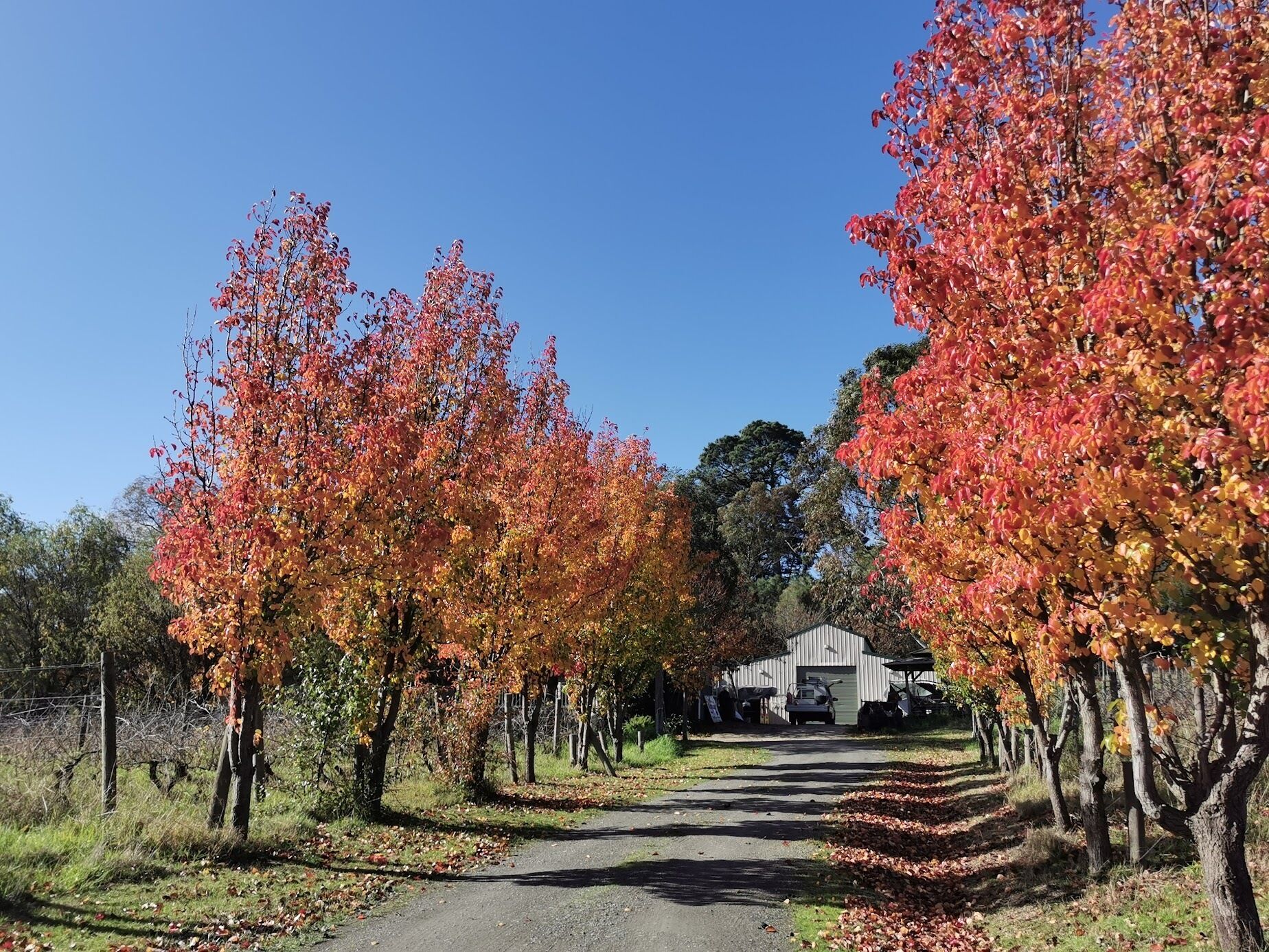 Un chemin bordé d’arbres aux feuilles d’automne traverse un vignoble et mène à un bâtiment surmonté d’un toit en métal.