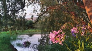Un paisaje sereno con un estanque, abundante vegetación y plantas en flor.