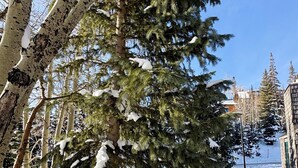 A snow-covered pathway with wooden railings, surrounded by tall evergreen trees and a clear blue sky.