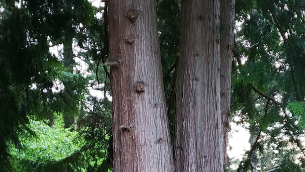 Two large trees with rough bark, a grassy area with a few rocks, and a building in the background.