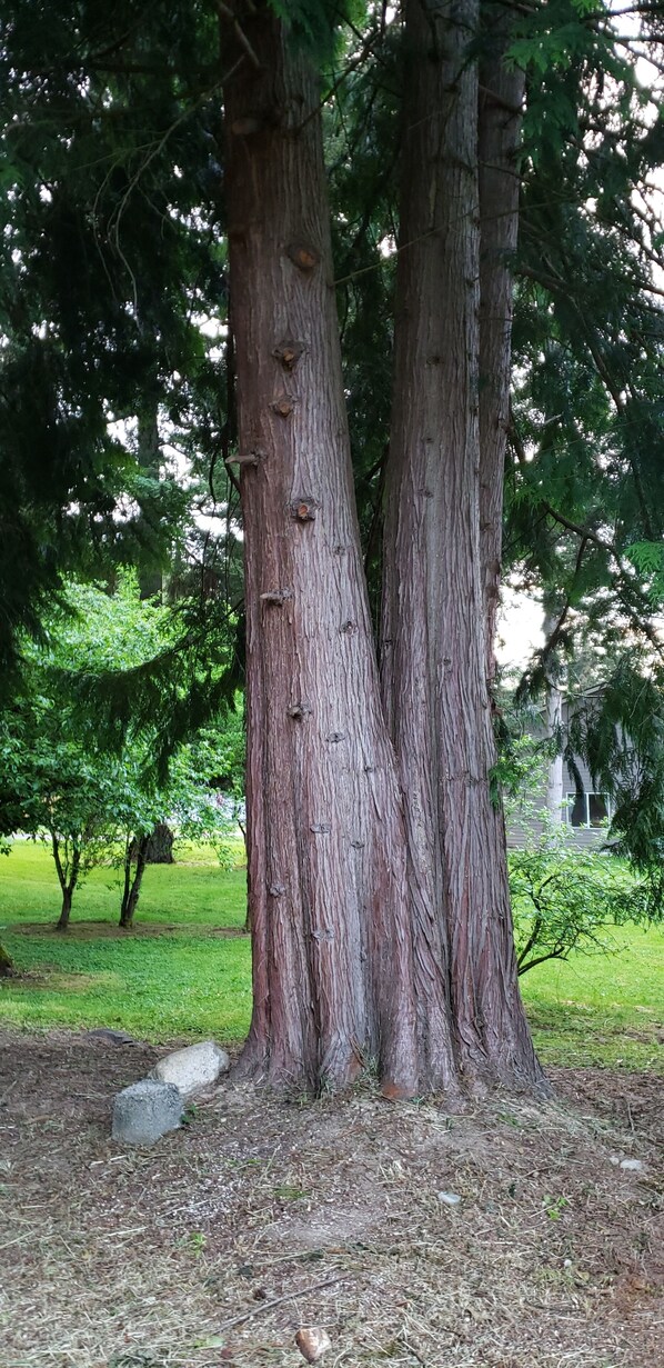 Àrea exterior de l'allotjament