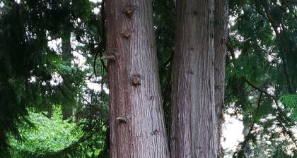 XL Tukwila Bedroom+Queen Bed+ 50"TV+Kitchenette+Coffee Bar "Private XL Bathroom"