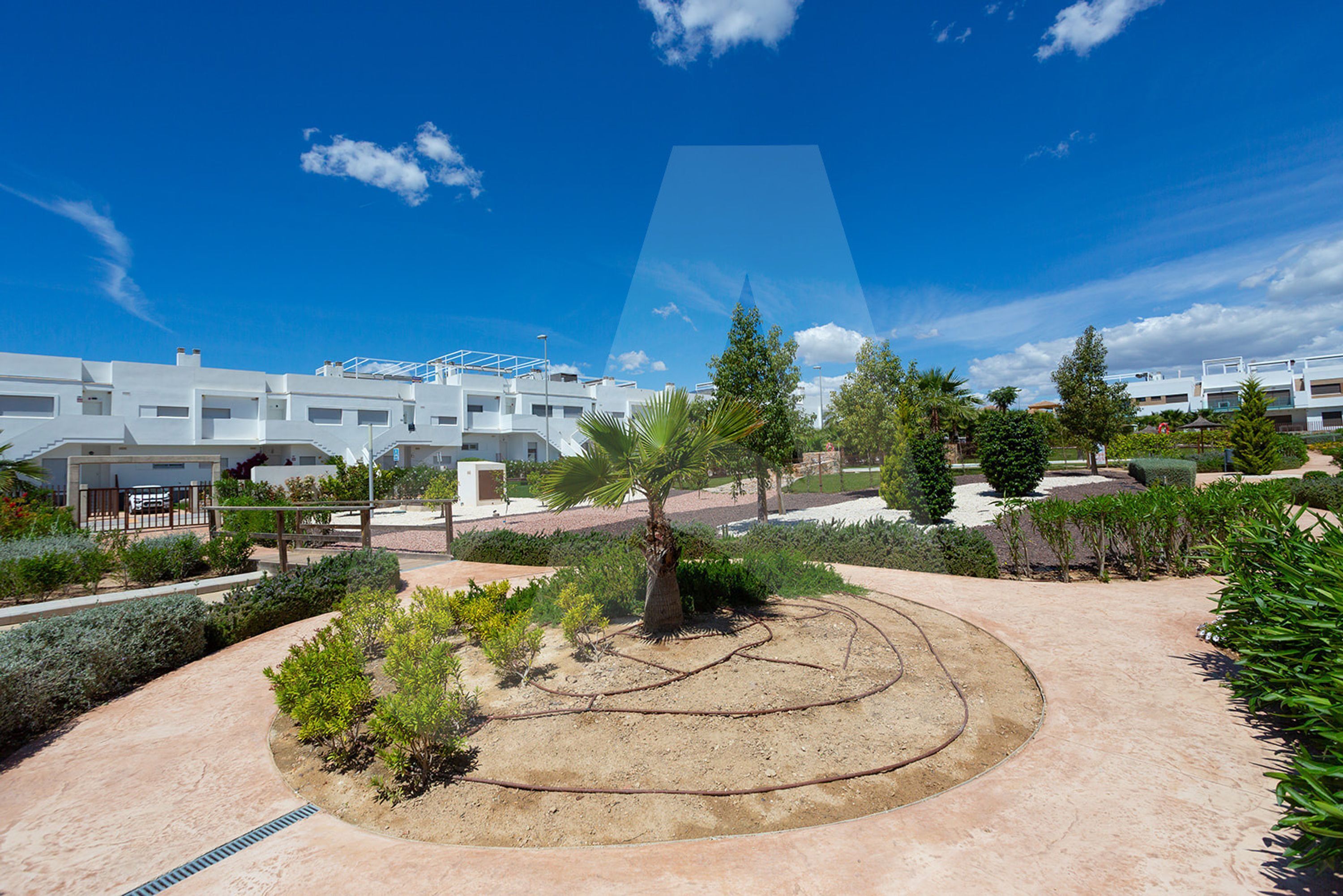A courtyard with a palm tree, surrounded by greenery and a clear blue sky.
