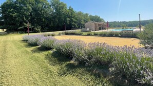A garden with lavender bushes, a pool, and a building in the background.