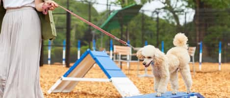 A person with a dog on a wooden ramp in a park.