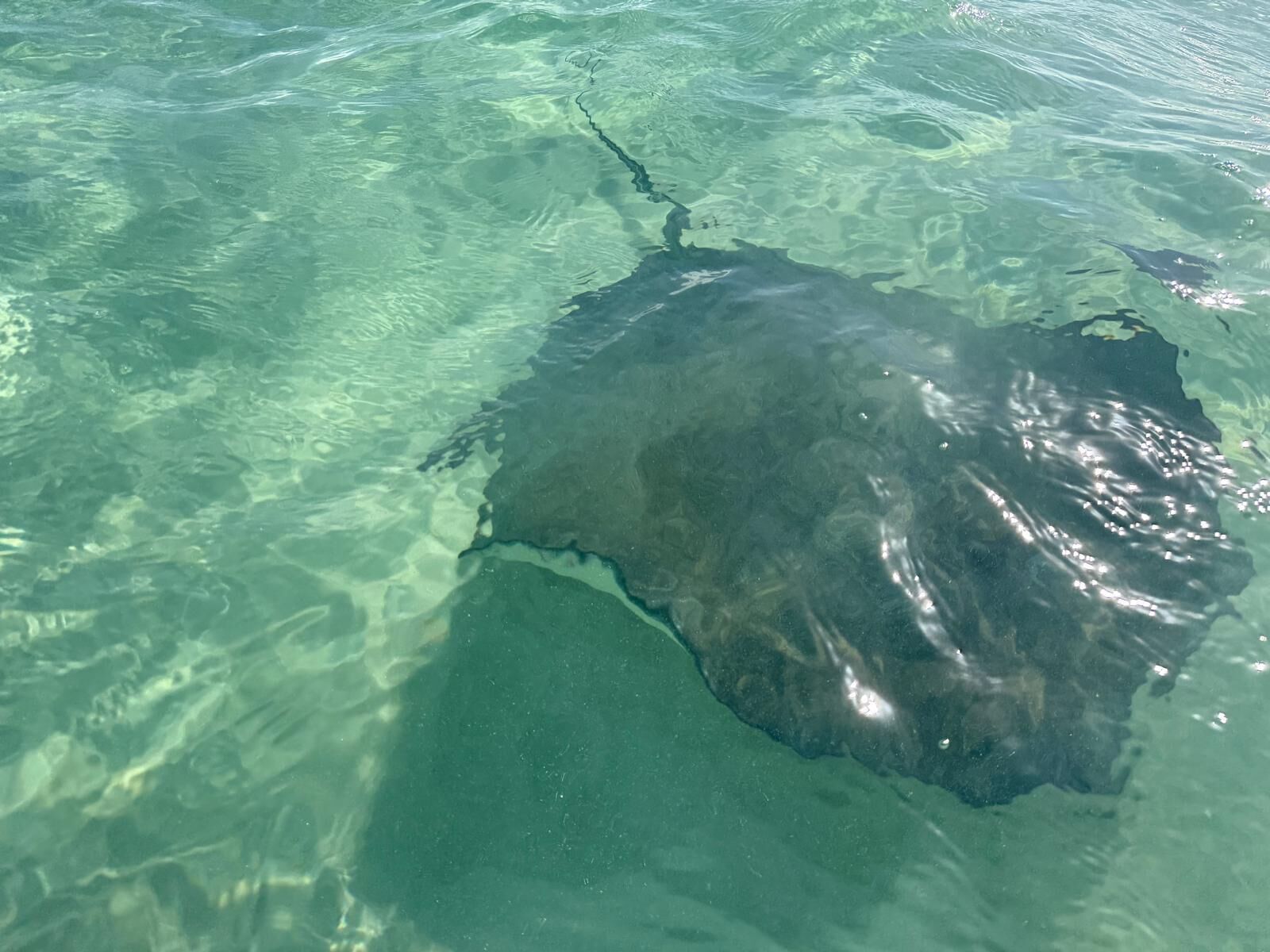 Ein klarer Blick auf ein großes, dunkles Objekt im Wasser, möglicherweise ein Meereslebewesen, mit deutlicher Umrisszeichnung und einigen Lichtreflexionen.