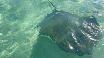 A clear view of a large, dark object in the water, possibly a marine animal, with a visible outline and some light reflections.