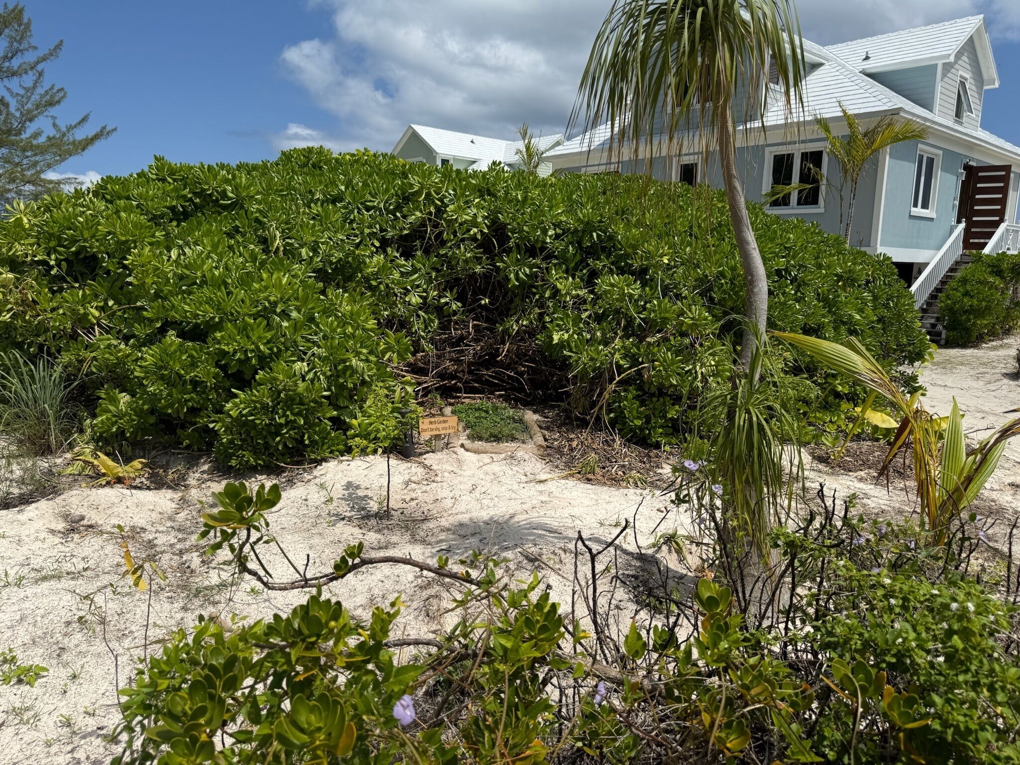 A beachfront property with dense greenery and a white house with a balcony.