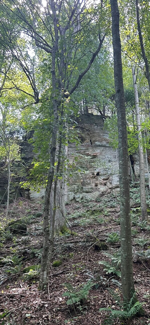 A forested area with a rocky cliff and trees.