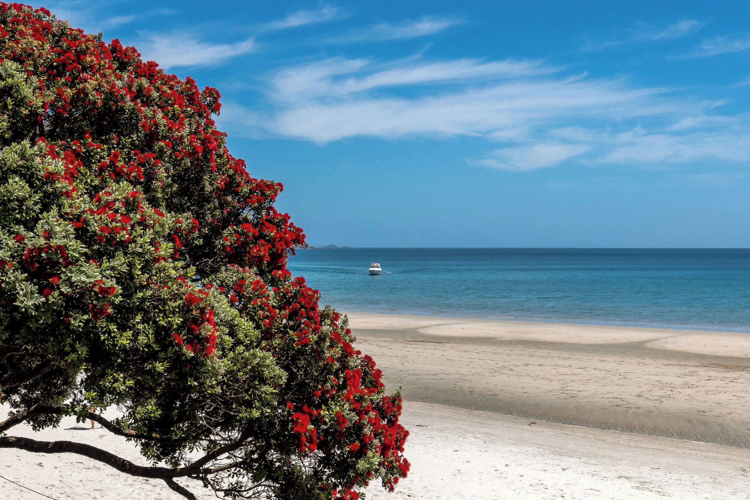 Uma praia com uma árvore em primeiro plano e um barco na água.