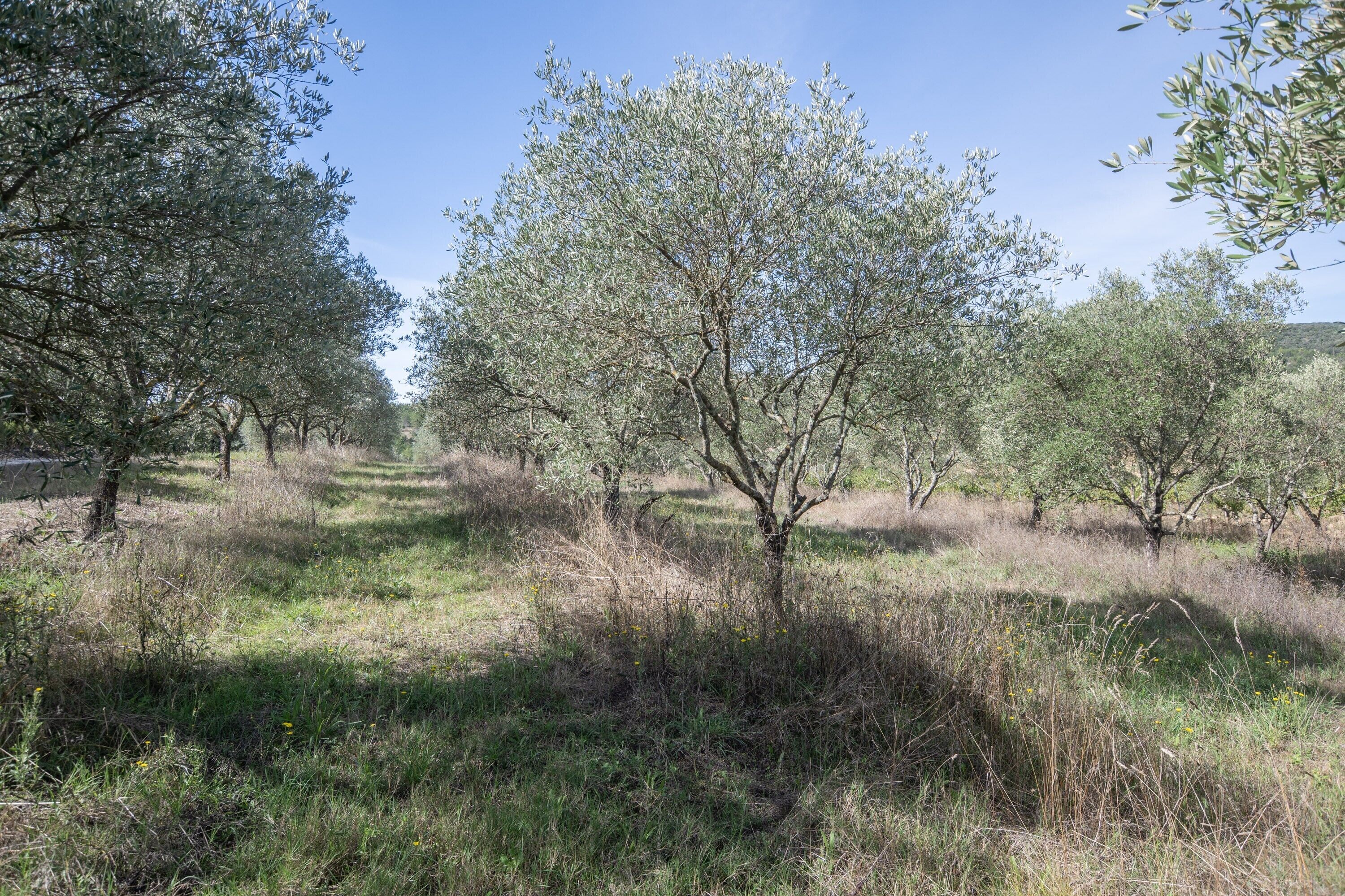 Um oliveiral com árvores e terreno gramado.