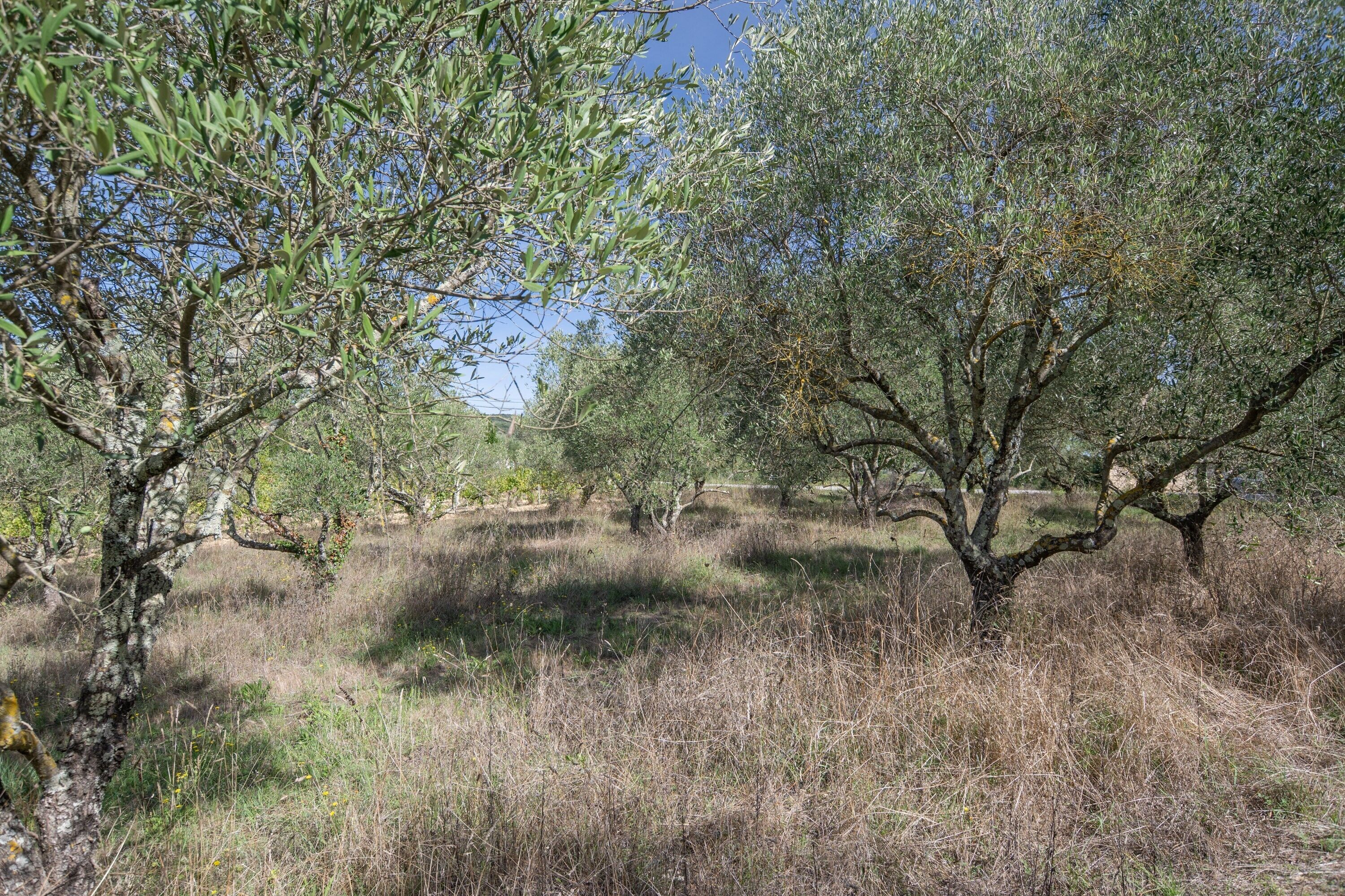 A natural landscape with olive trees and dry grass.
