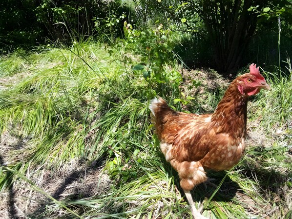Un pollo en un espacio al aire libre con césped.