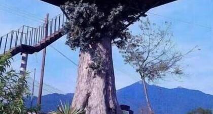 Trini Tree House — Nido By GEstores