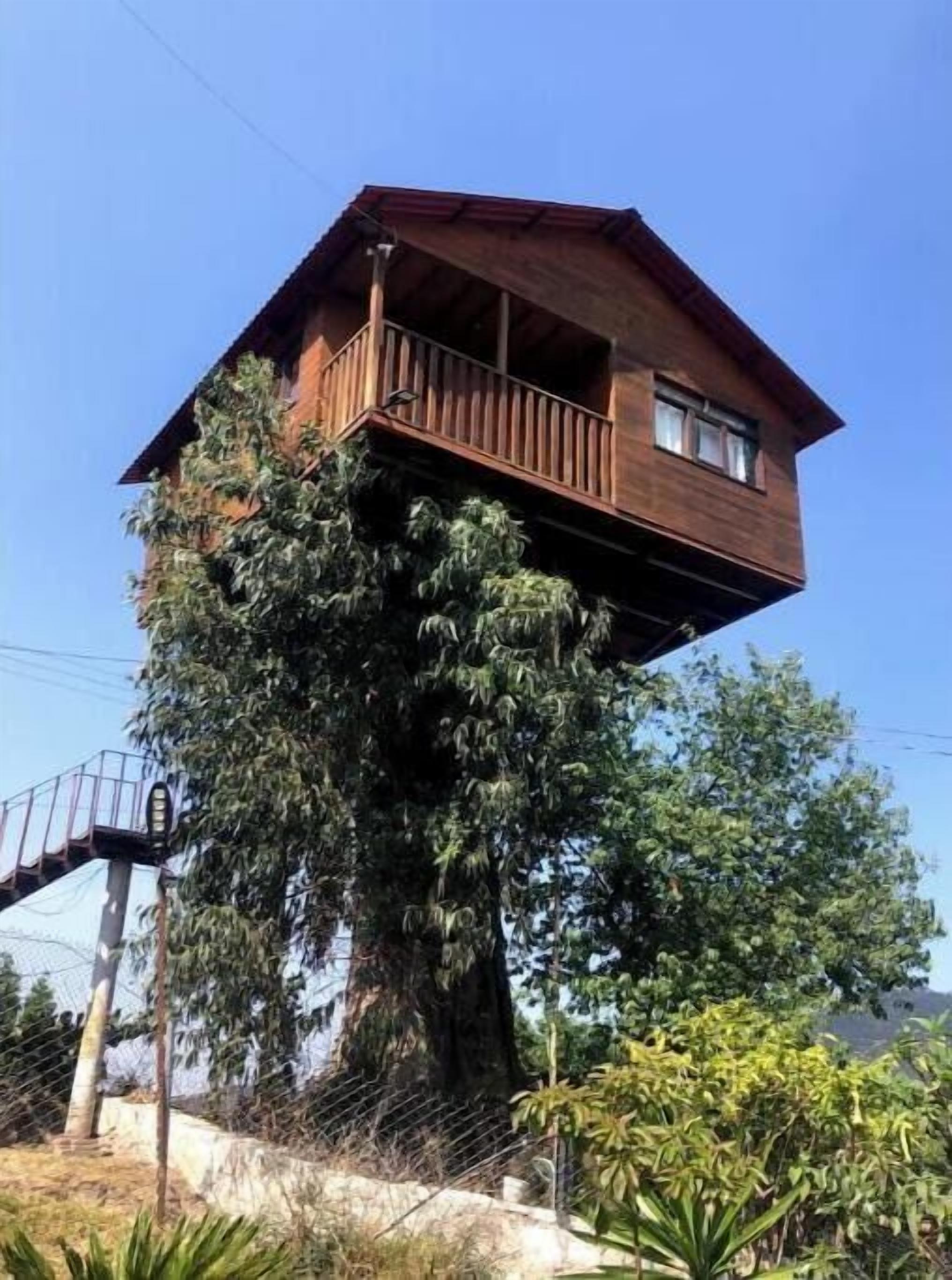 Une cabane dans les arbres dotée d’une terrasse en bois et d’un balcon, construite sur un grand arbre.