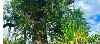 Trini Tree House — Nido By GEstores