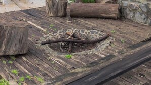 A wooden deck with a large tree stump and a log.