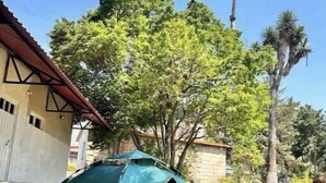 Una carpa verde montada sobre un césped con una casa y palmeras al fondo.
