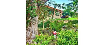 Bougainvilleas by GEstores - Nature and Comfort