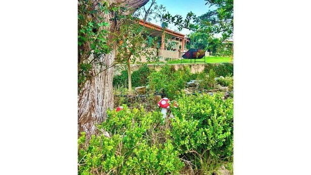 Un jardín con un árbol grande y decoraciones de setas rojas.
