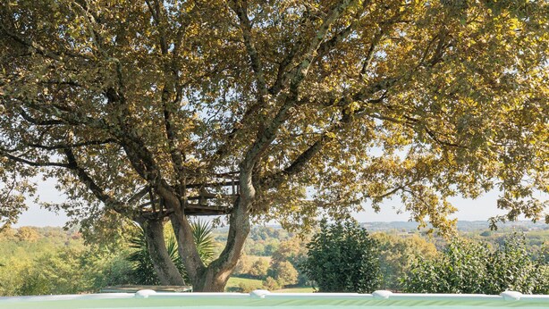 Una piscina con vistas a un gran árbol y follaje circundante.