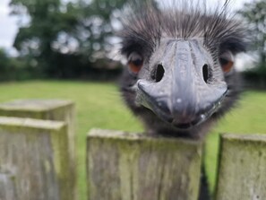 Miscellaneous - Charming 1-bedroom annex in rural Cumbria - Newton Arlosh (Newton Arlosh)