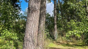 A forest with tall trees and dense underbrush. - 4 Person Holiday Home in Smedstorp (Tomelilla)