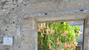 Une porte qui donne sur une cour intérieure où se trouve une plante en fleurs.