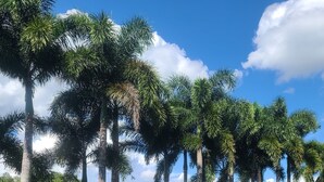Une zone herbeuse avec de grands palmiers et une étendue d’eau en arrière-plan.