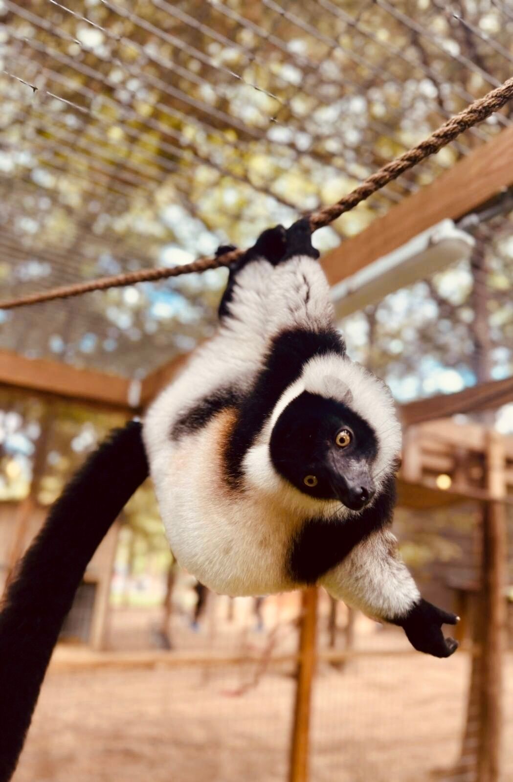 A lemur hanging from a rope in a zoo enclosure.
