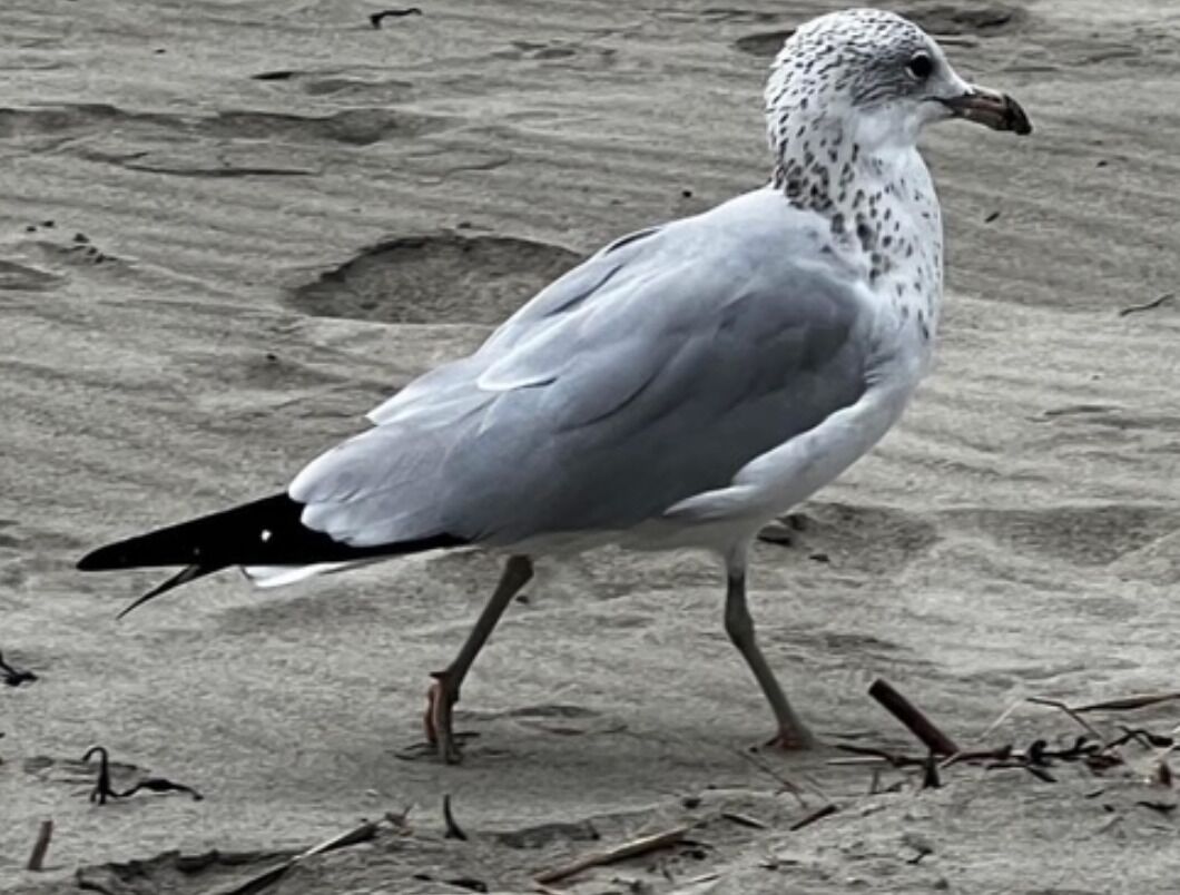 A bird walking on a sandy surface.