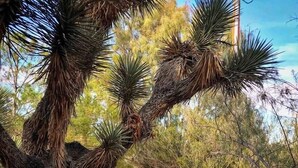 A natural landscape with a dirt path, pine trees, and a wooden fence. - Boulder Grove Ranch (Acres of Boulders & Hot Tub) (Yucca Valley)