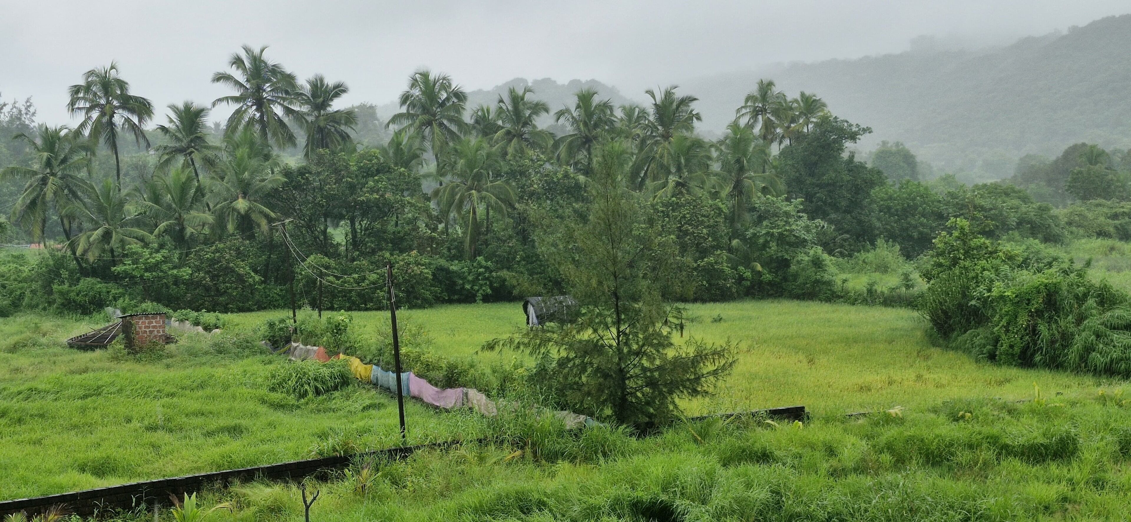 A lush green landscape with palm trees and a small brick structure.