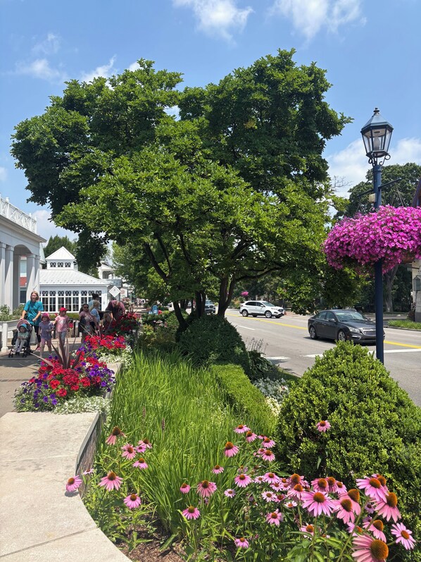 A landscaped area with a variety of plants and flowers, a street with cars, and a building with a white facade.