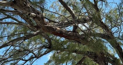 âAll Decked Outâ steps from the Water Taxi