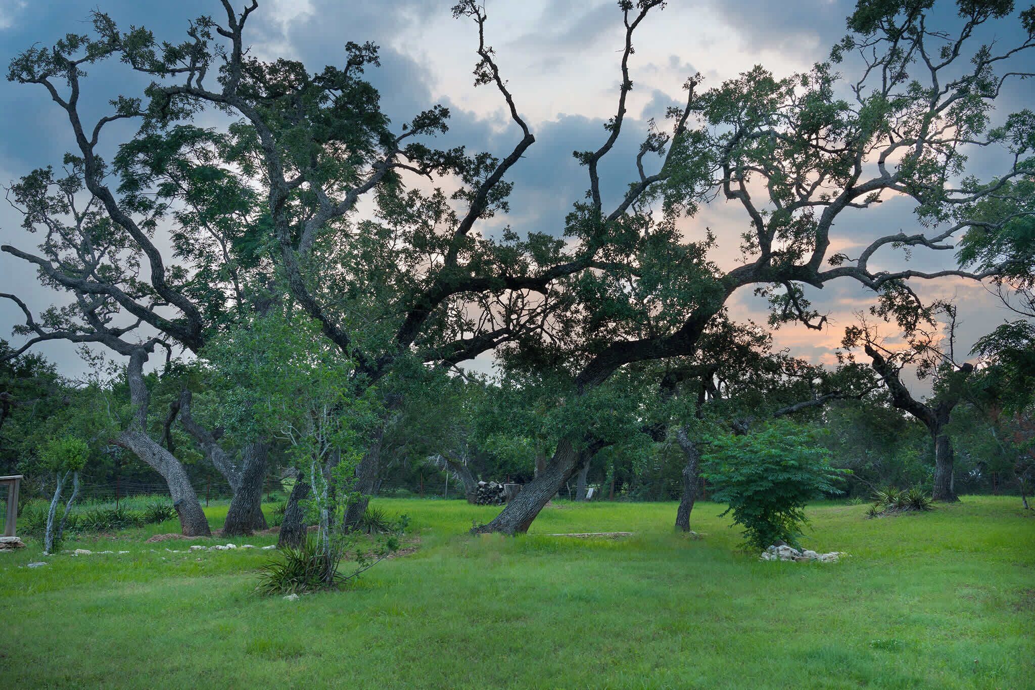 A large tree with sprawling branches in a grassy field.