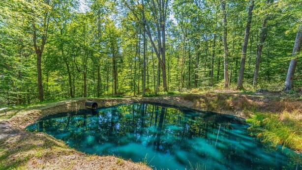 Ein Naturbad, umgeben von dichtem Wald.