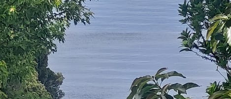 Un bateau sur une étendue d’eau calme, entouré d’une végétation luxuriante.