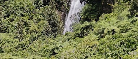 A waterfall surrounded by dense green foliage.
