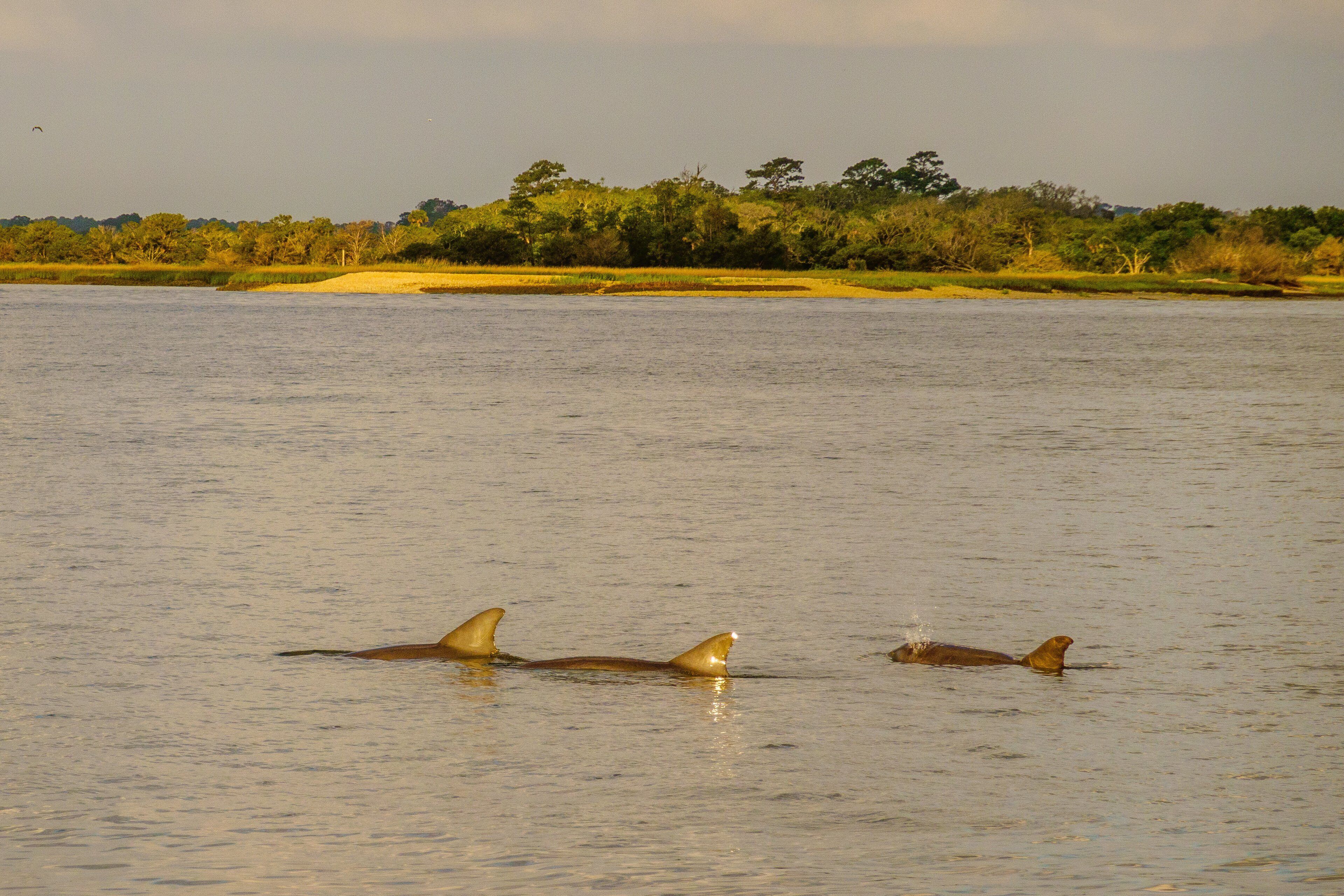 Une rivière dans laquelle nagent trois dauphins.