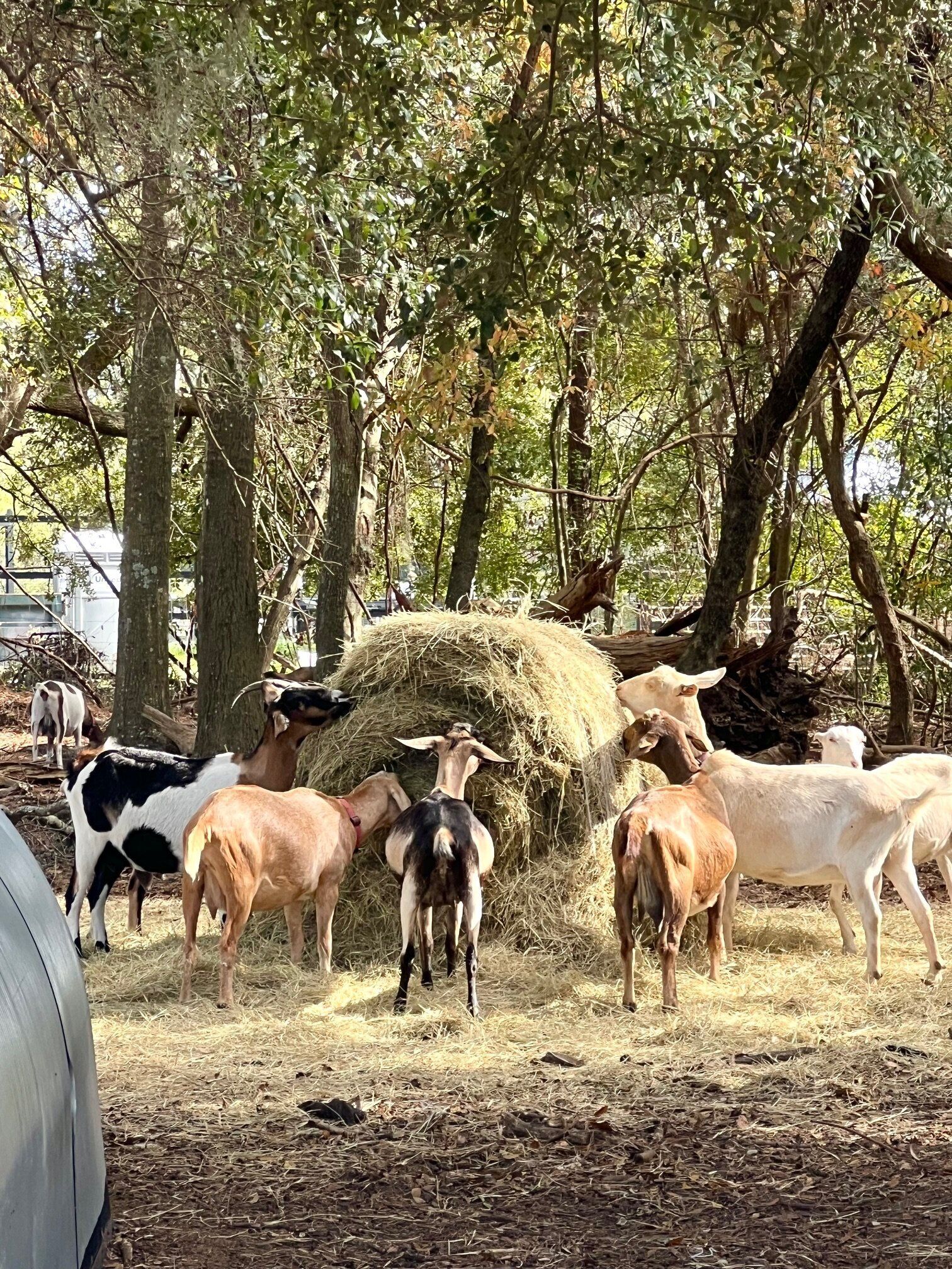 A group of goats grazing near a hay bale in a wooded area.