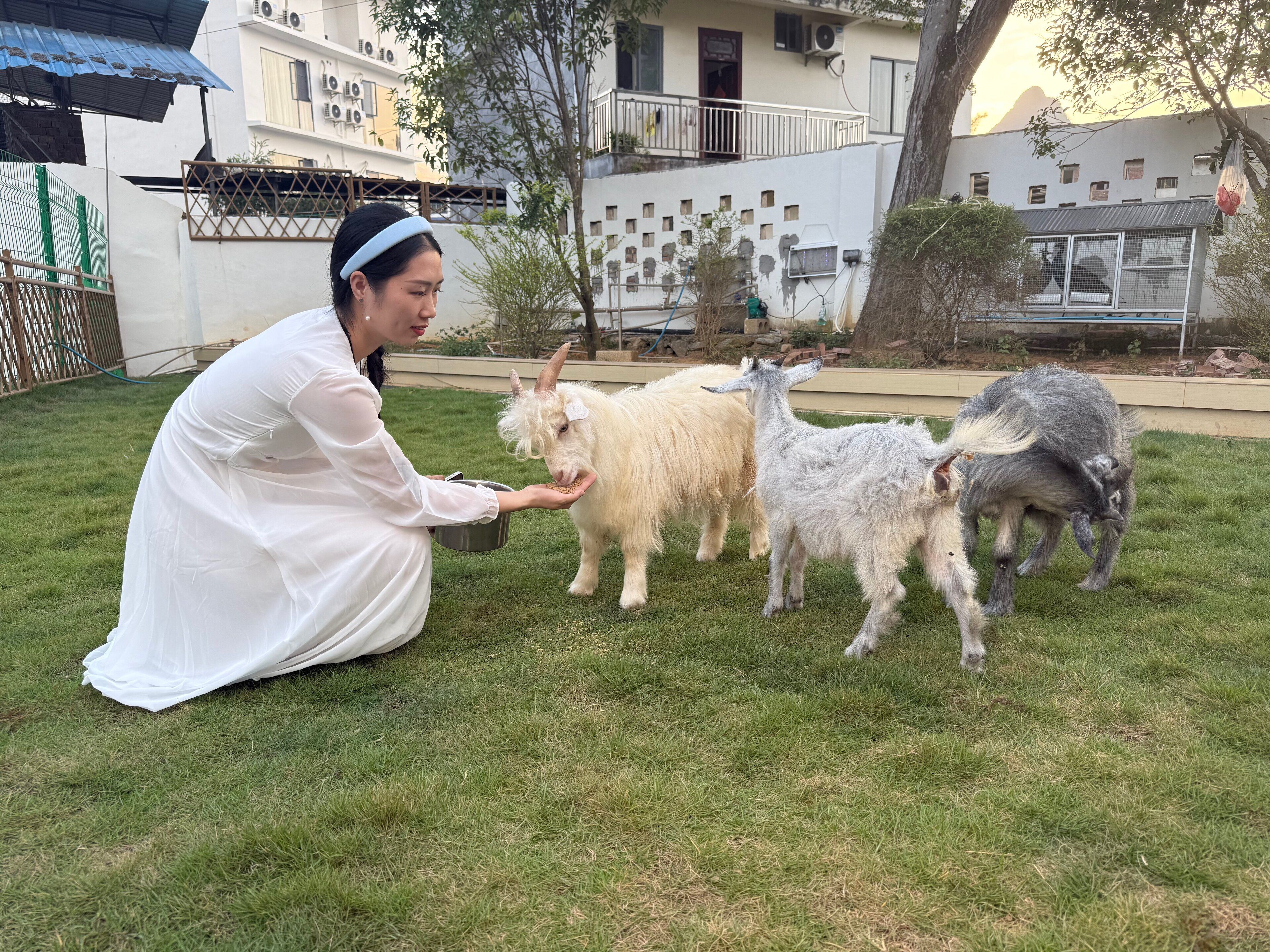A person feeding goats in a grassy outdoor area with buildings in the background.