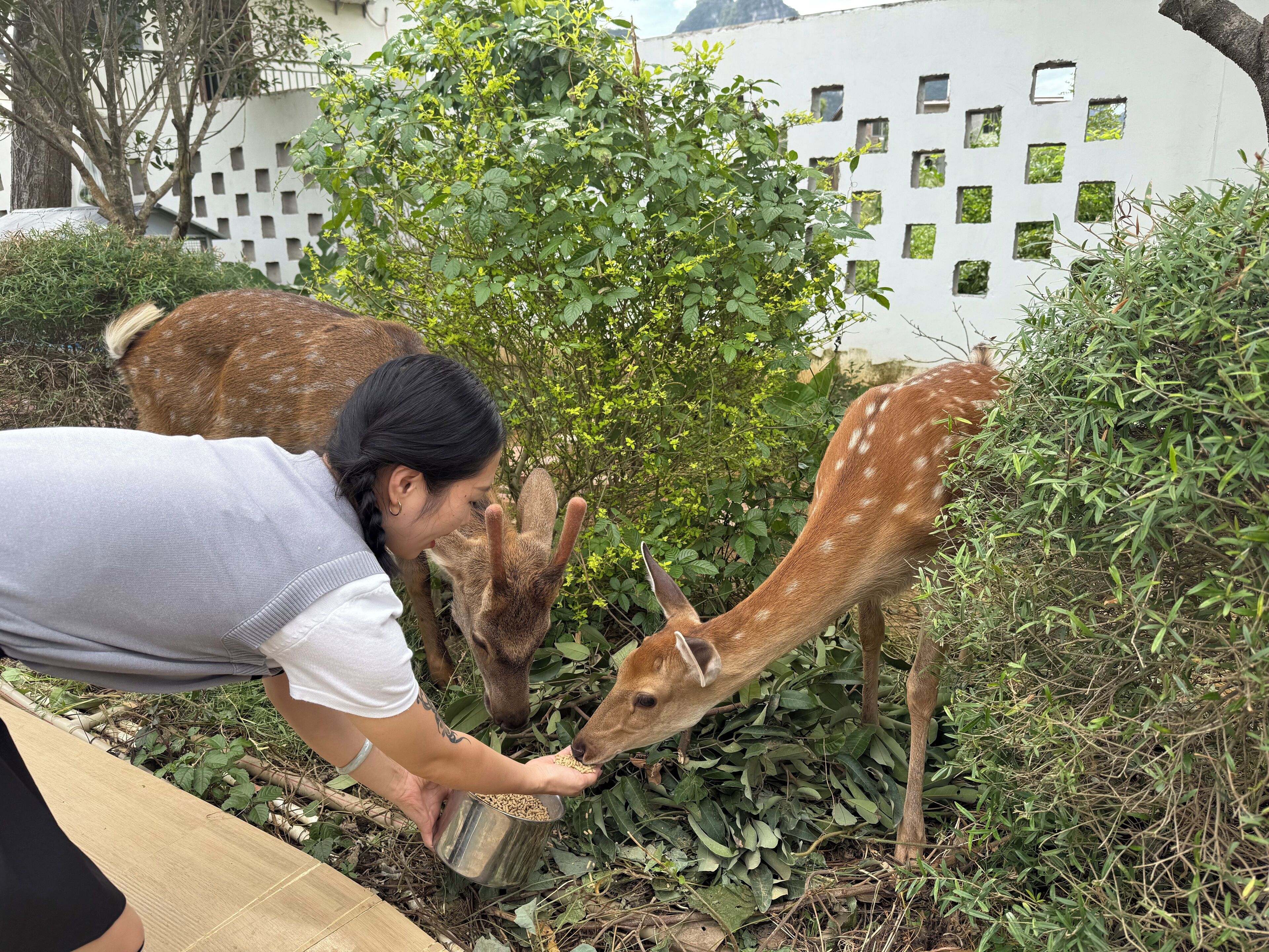 Une personne nourrit un cerf dans un jardin où la végétation est luxuriante. En arrière-plan, on aperçoit un bâtiment blanc doté de fenêtres carrées.