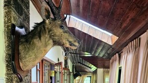 A hallway with a mounted deer head on the wall, wooden doors, a red carpet, and a stone bucket on the floor.