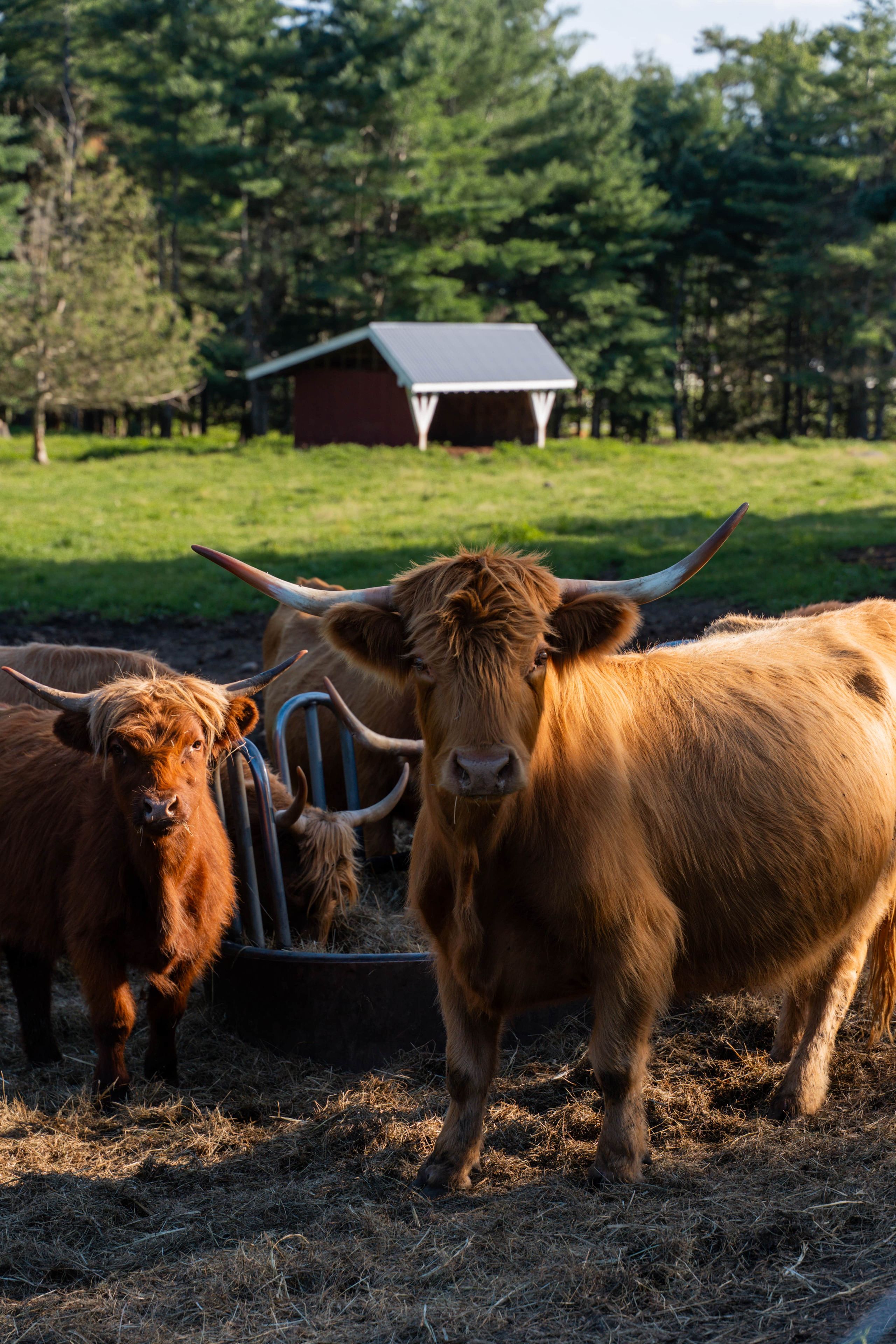 Two cows in a field with a barn in the background.