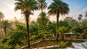 A tropical garden with palm trees and potted plants, a stone pathway, and a building with a sloped roof. - Grand Valley - A boutique Resort in Mount Abu (Mount Abu)