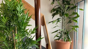 Una escalera con plantas en macetas y paraguas.
