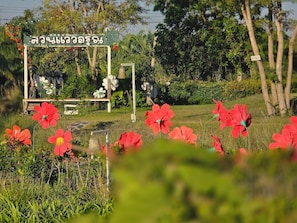 Garden view