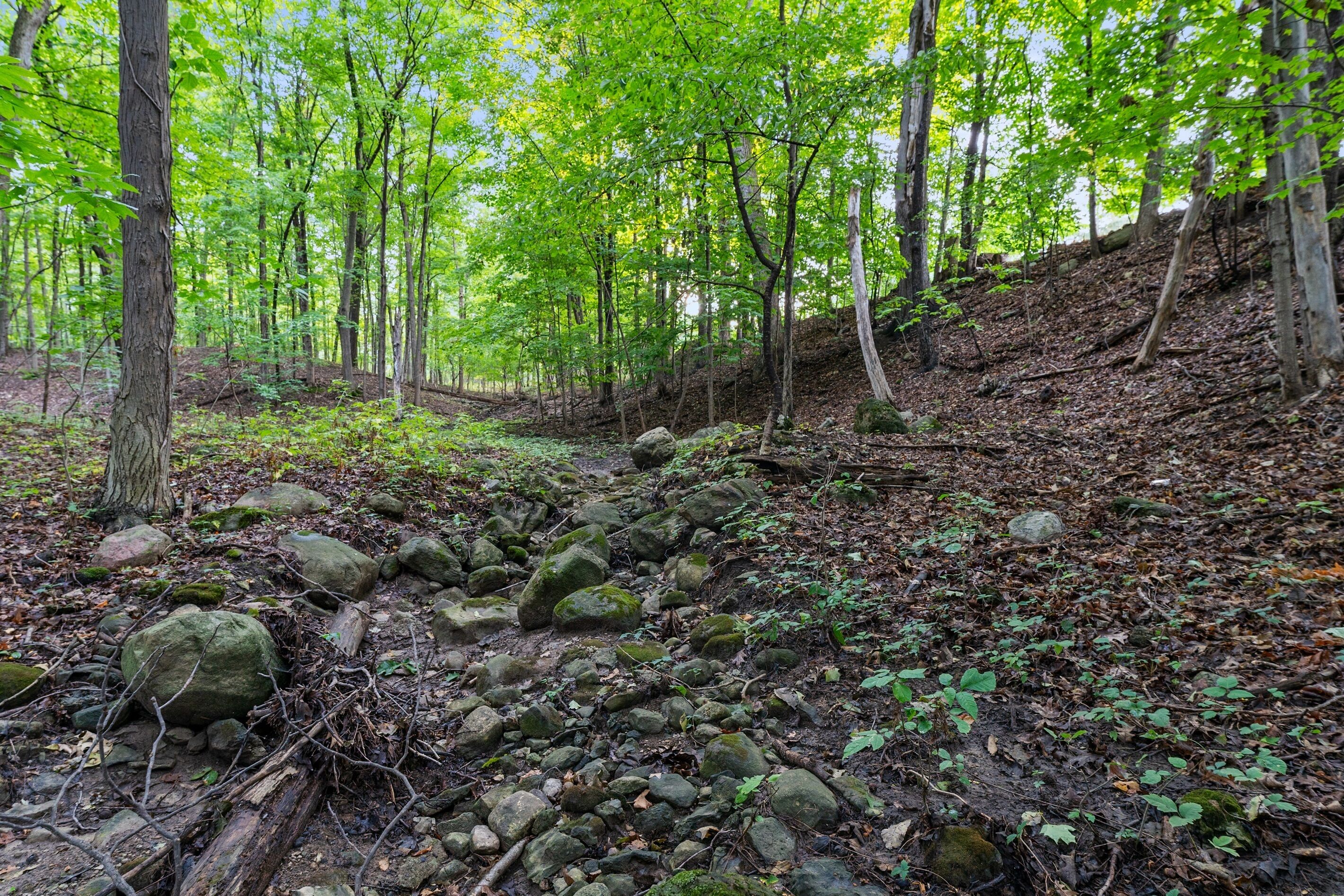 A forested area with a rocky path, trees, and natural ground cover.